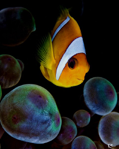 "I see you !" Clownfish in his spacy "Pandora World" ;-) by Rico Besserdich 